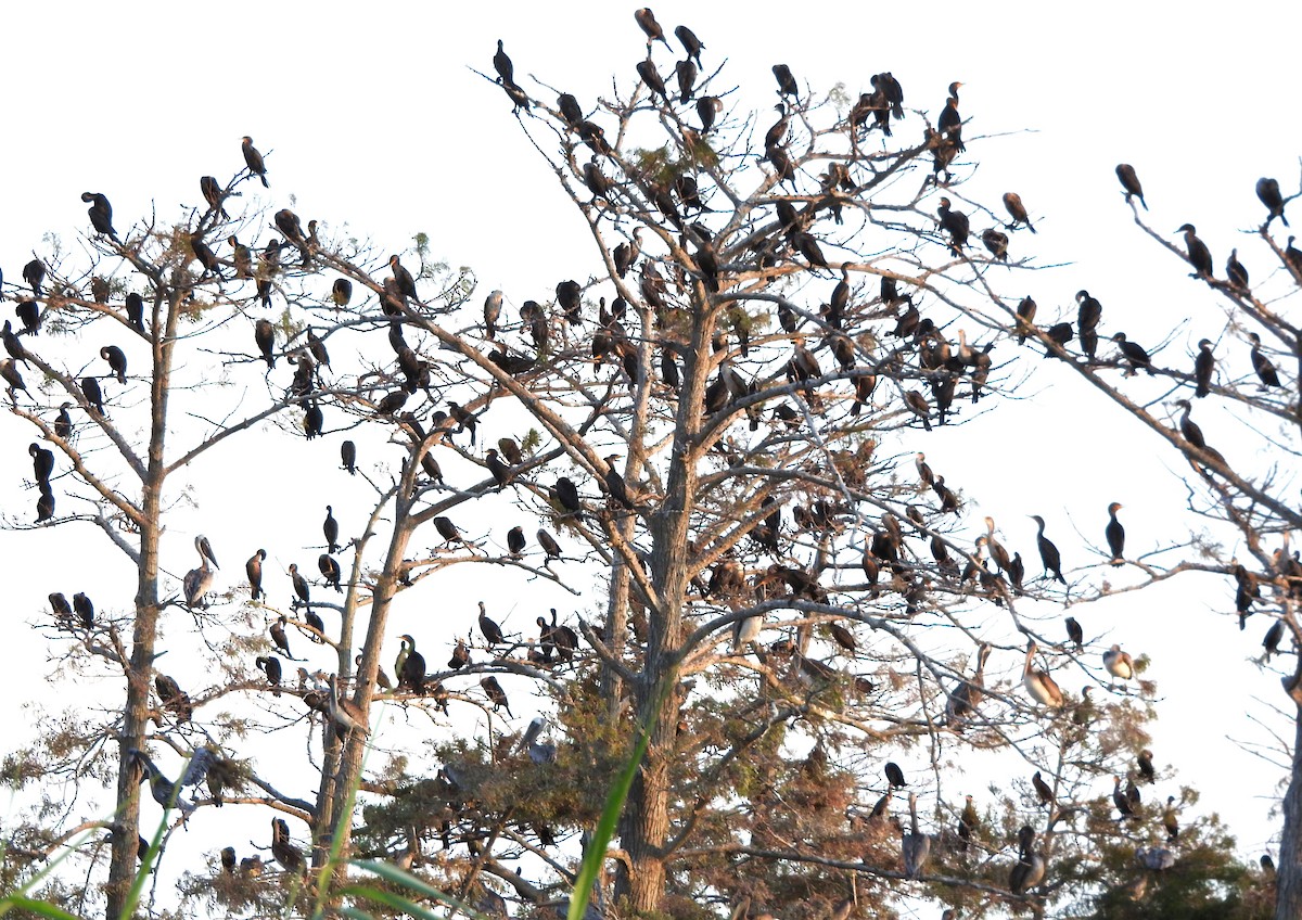 Double-crested Cormorant - ML642218998