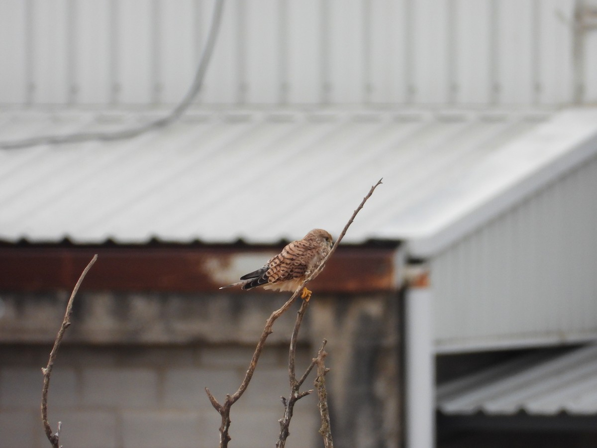 Eurasian Kestrel - ML642219008
