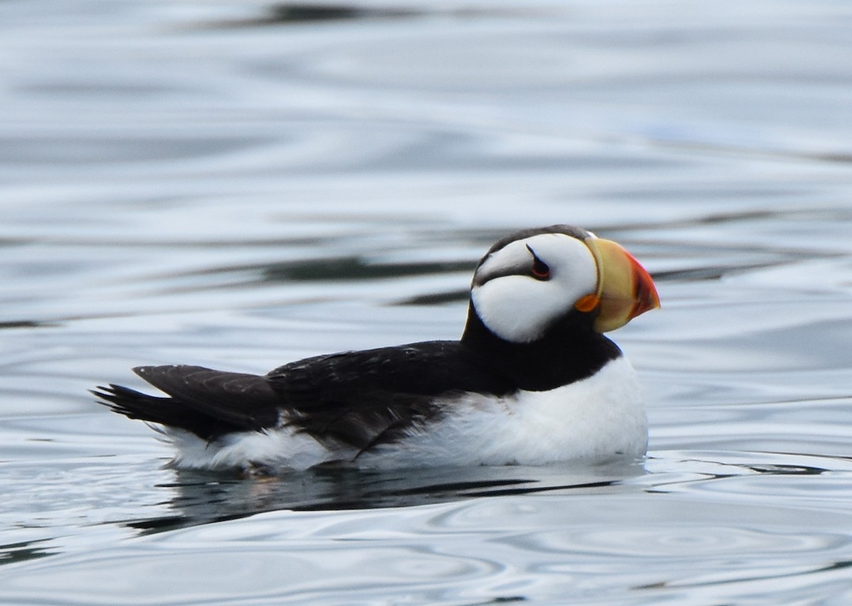 Horned Puffin - ML64221901