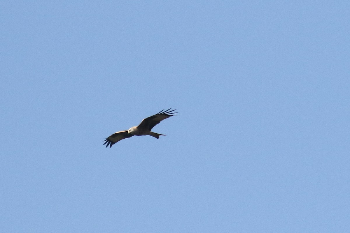 Red Kite - ML642219038
