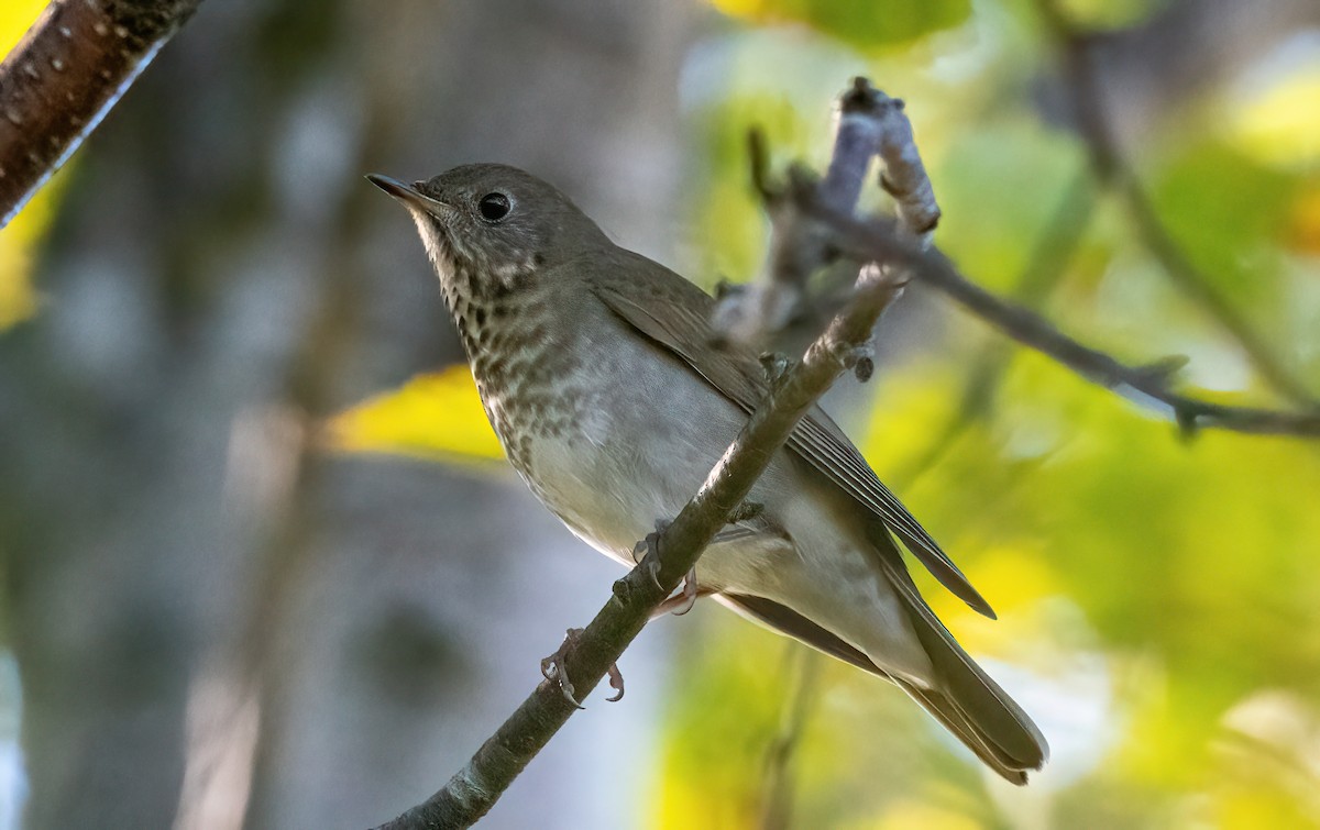 Gray-cheeked Thrush - ML642219043