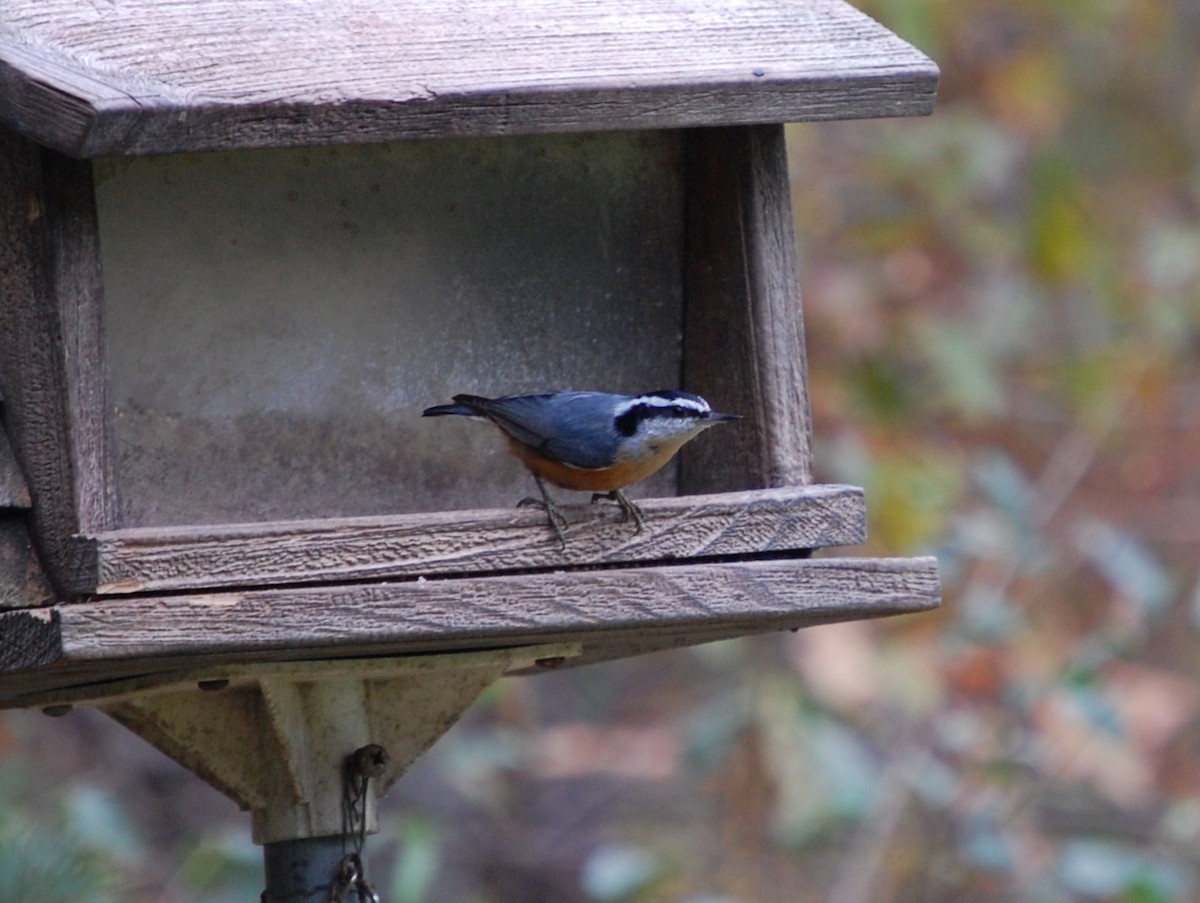 Red-breasted Nuthatch - ML642219053
