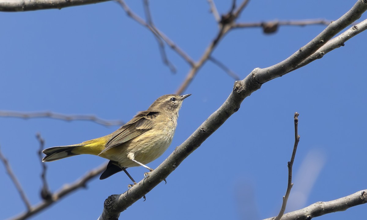 Palm Warbler - ML642219075