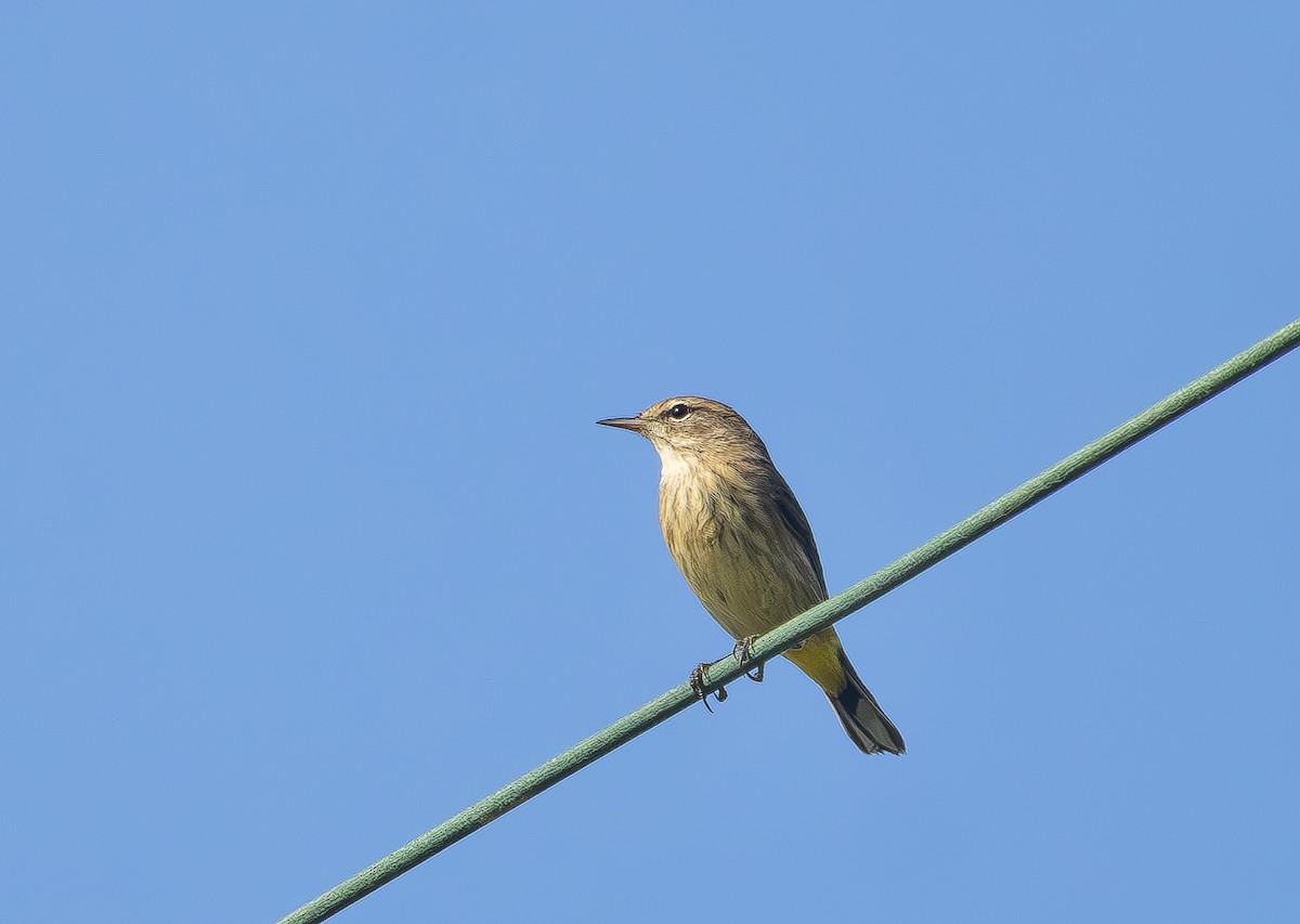 Palm Warbler - ML642219076