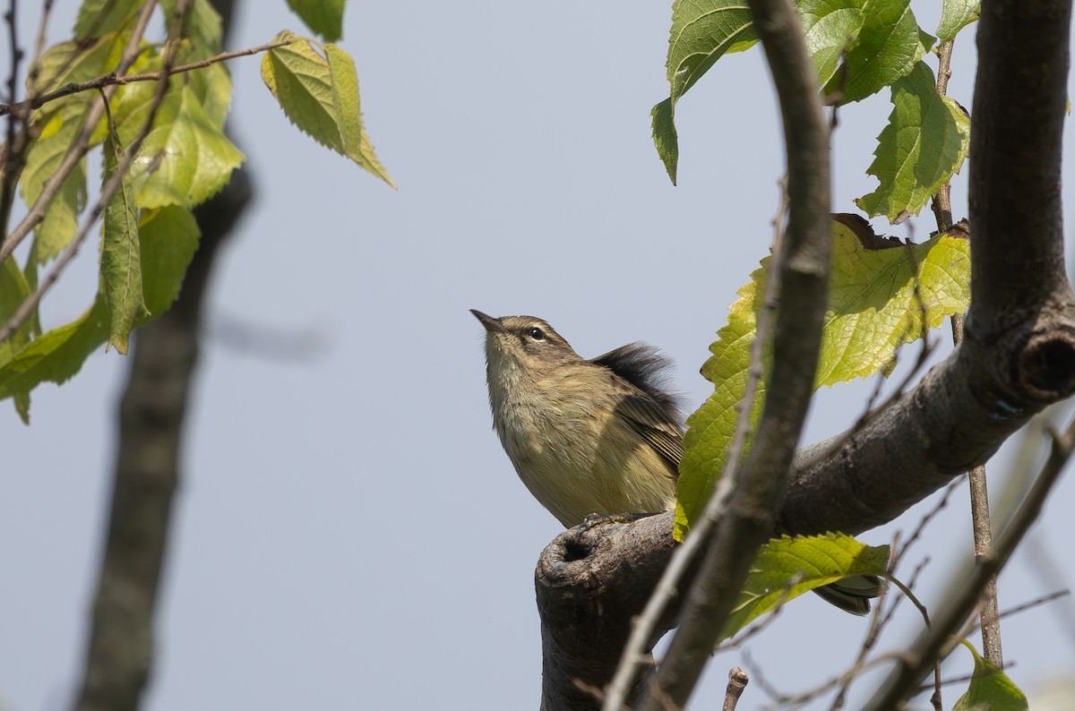Palm Warbler - ML642219077