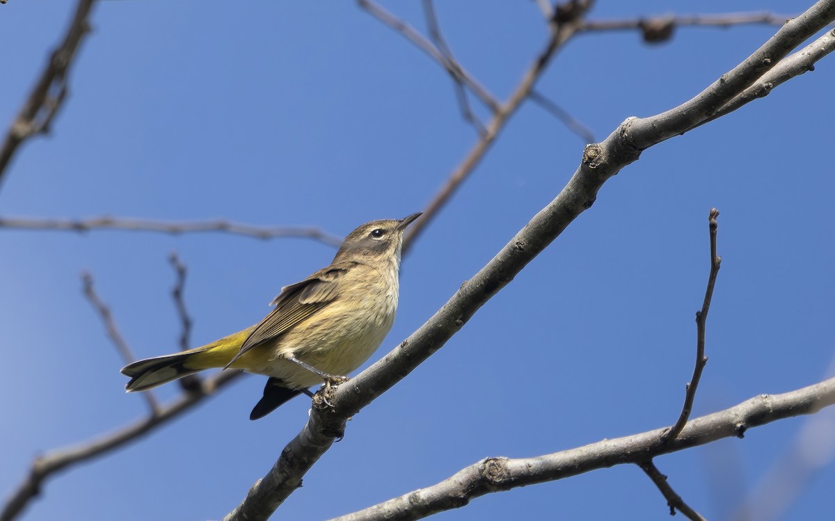 Palm Warbler - ML642219078