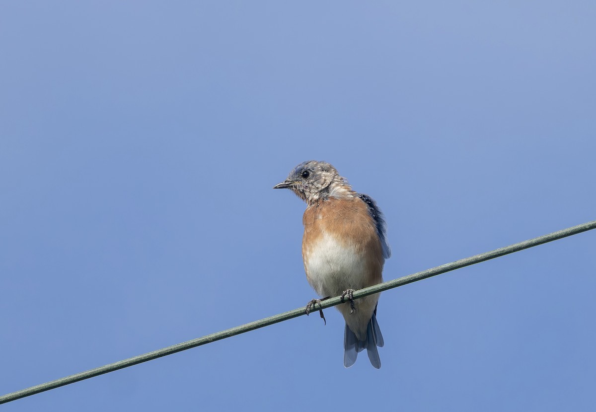 Eastern Bluebird - ML642219084