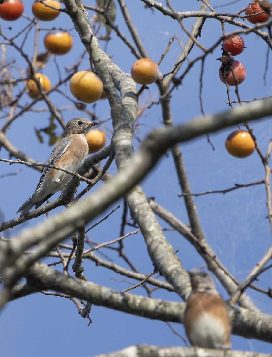 Eastern Bluebird - ML642219085