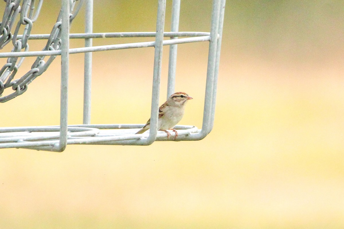 Chipping Sparrow - ML642219086