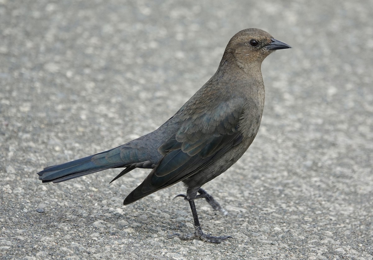 Brewer's Blackbird - ML642219087