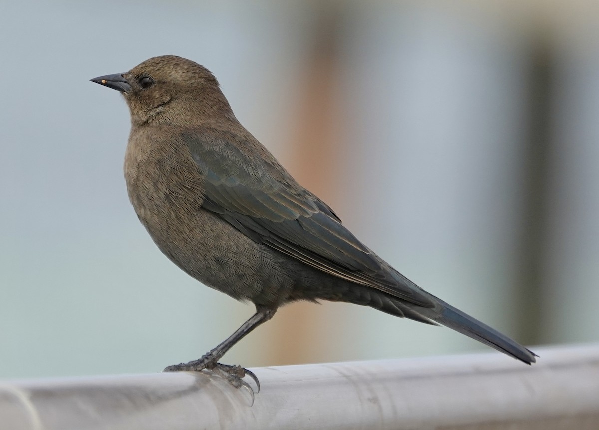 Brewer's Blackbird - ML642219089