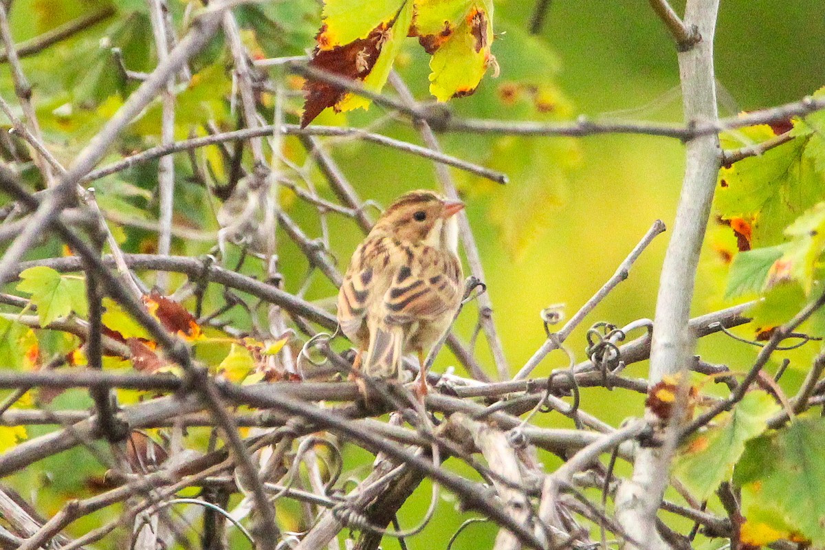 Clay-colored Sparrow - ML642219098