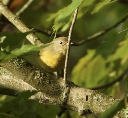 Nashville Warbler - ML642219101