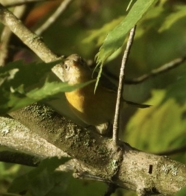 Nashville Warbler - ML642219102