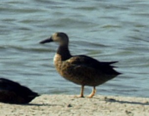 Cape Shoveler - ML642219111