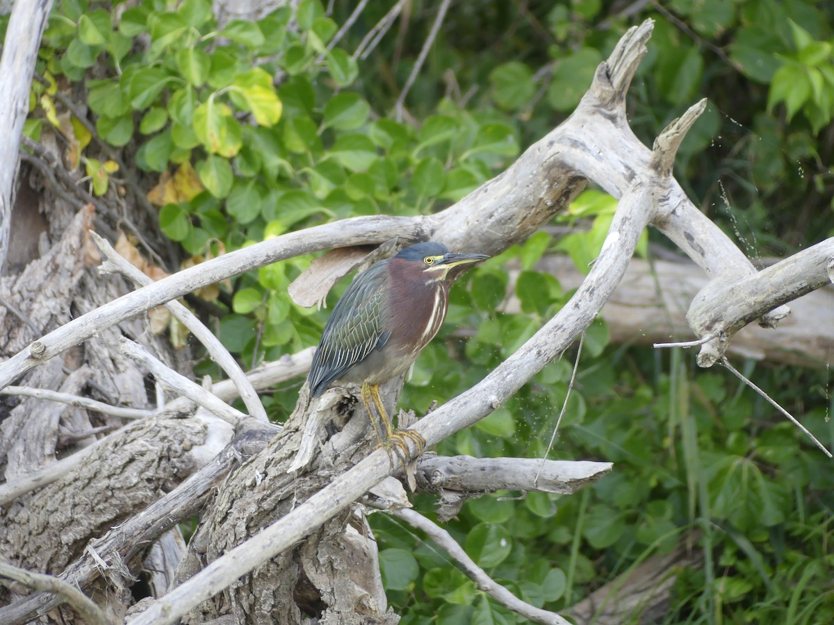 Green Heron - ML642219112