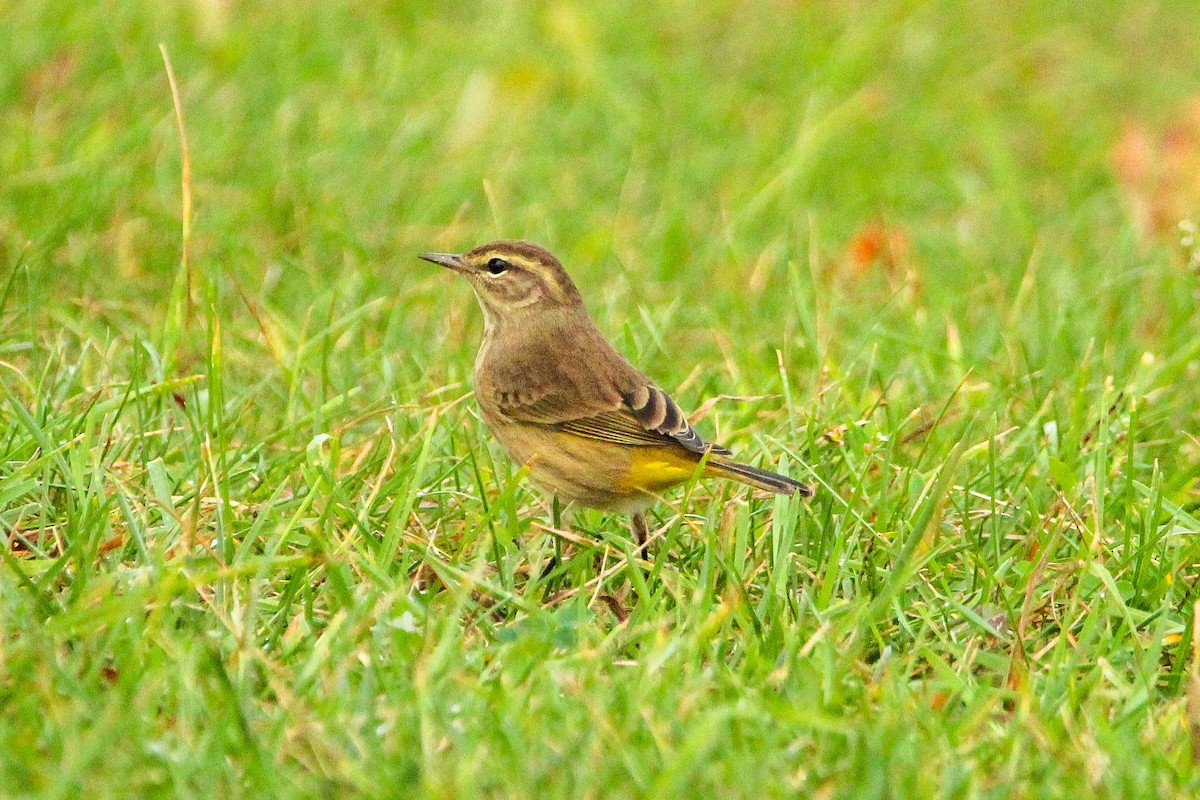 Palm Warbler - ML642219117