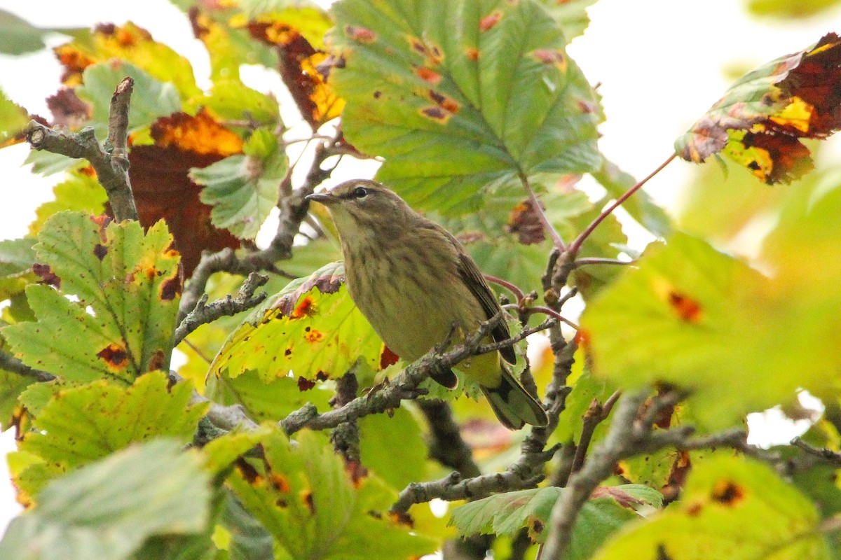 Palm Warbler - ML642219118