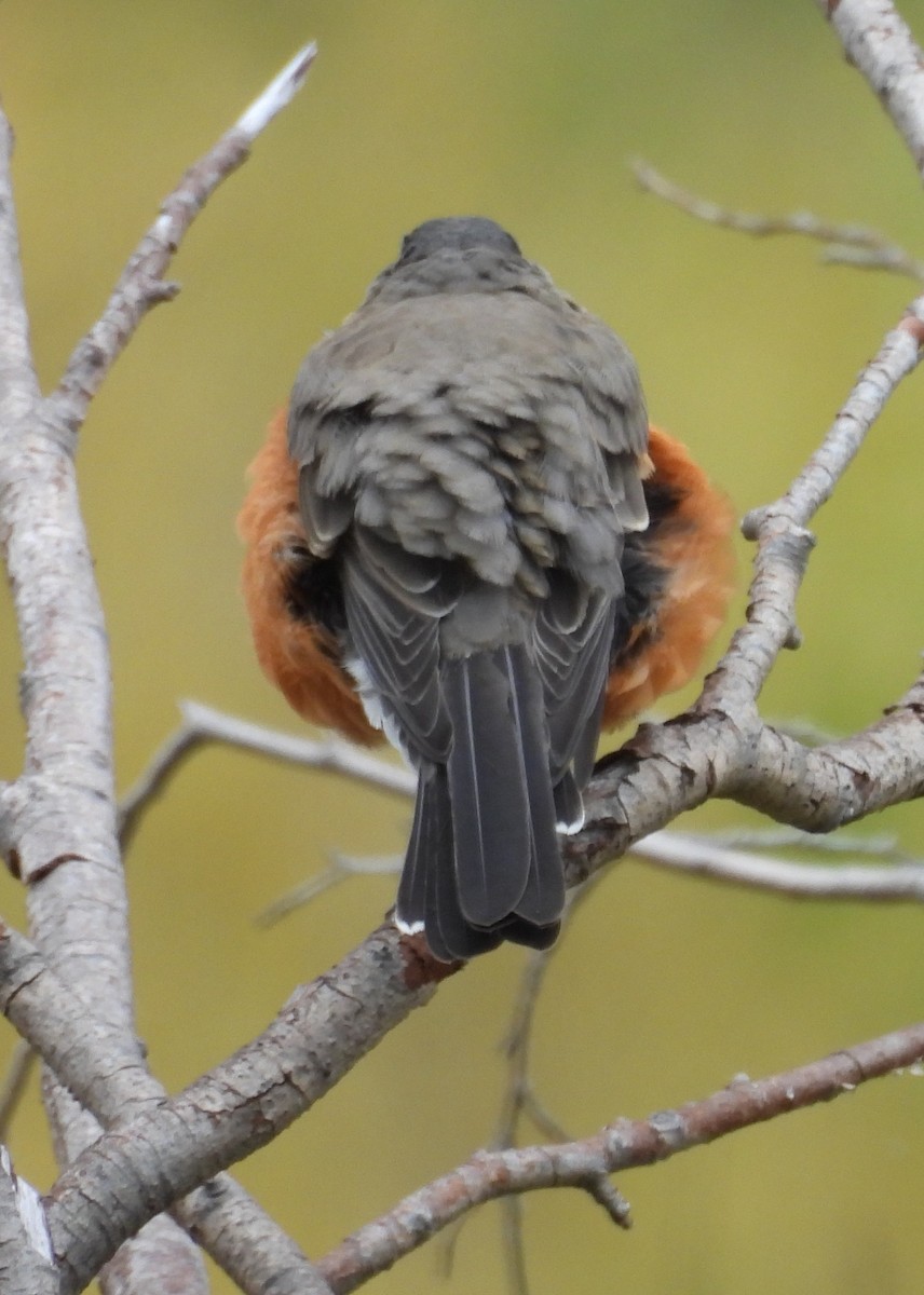 American Robin - ML642219134