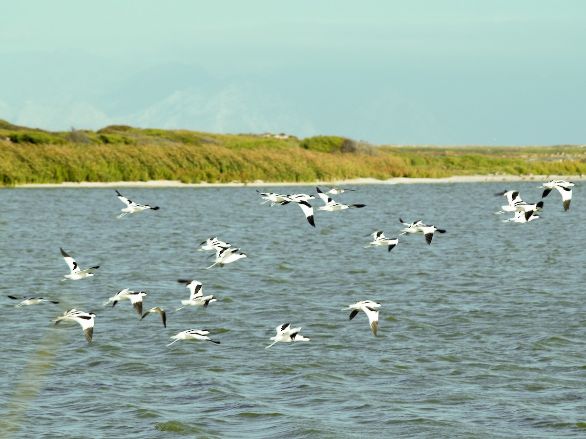 Pied Avocet - ML642219146