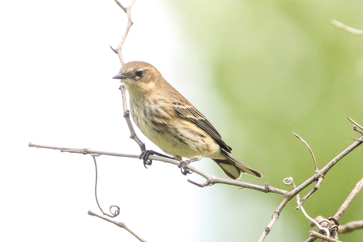 Yellow-rumped Warbler (Myrtle) - ML642219152