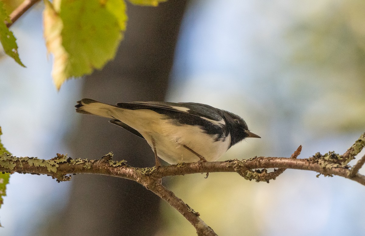 Black-throated Blue Warbler - ML642219212