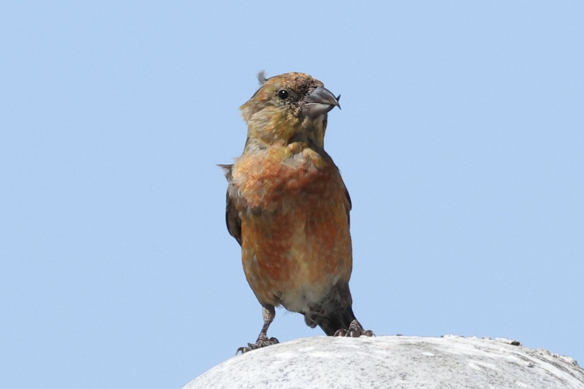 Red Crossbill - ML642219239