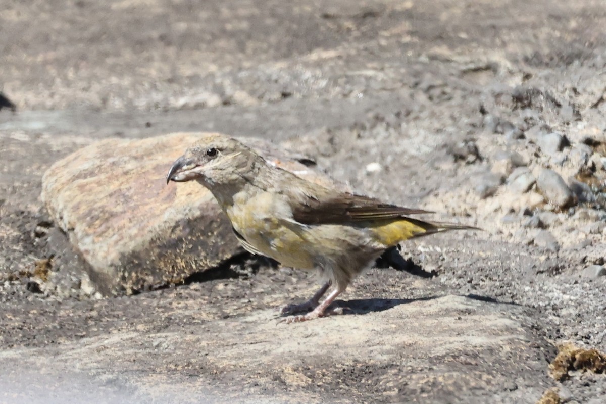 Red Crossbill - ML642219240