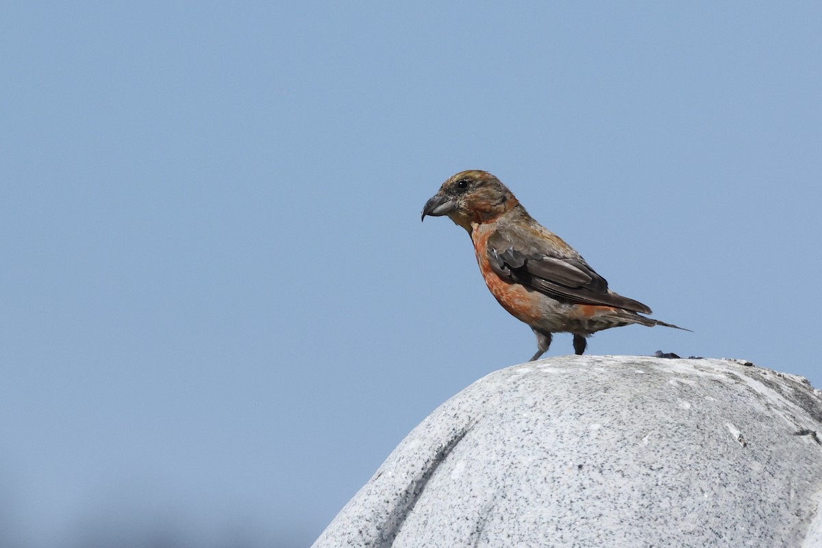Red Crossbill - ML642219241
