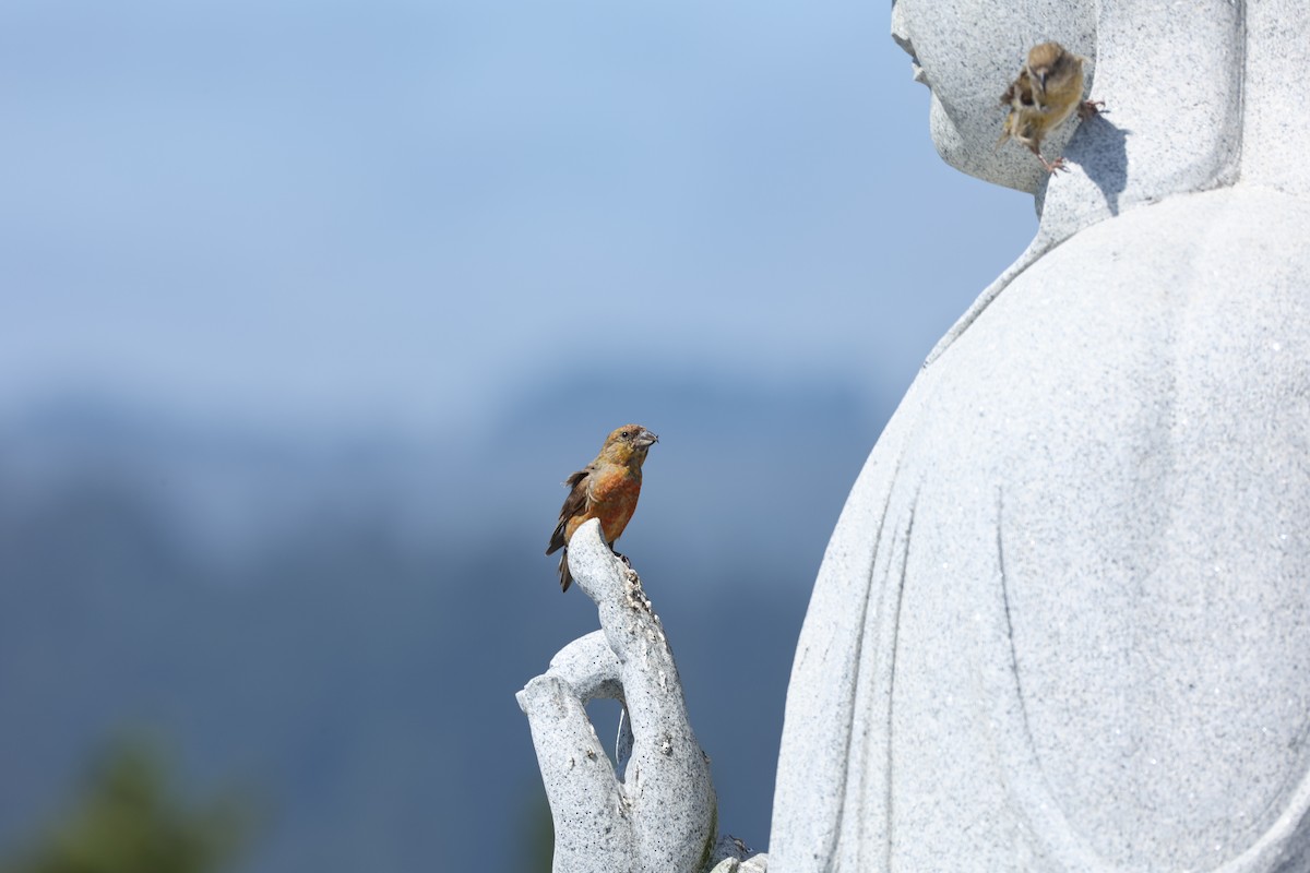 Red Crossbill - ML642219243