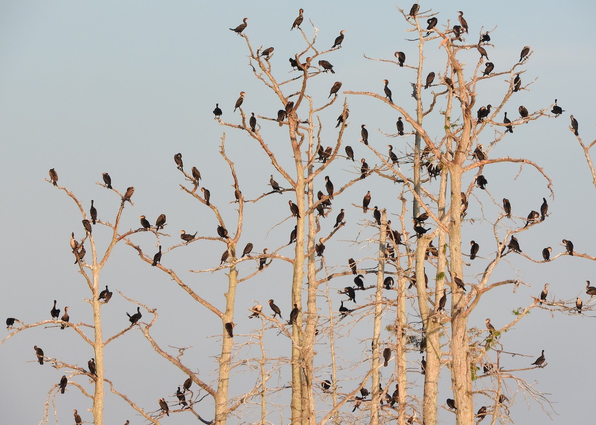 Double-crested Cormorant - ML642219260