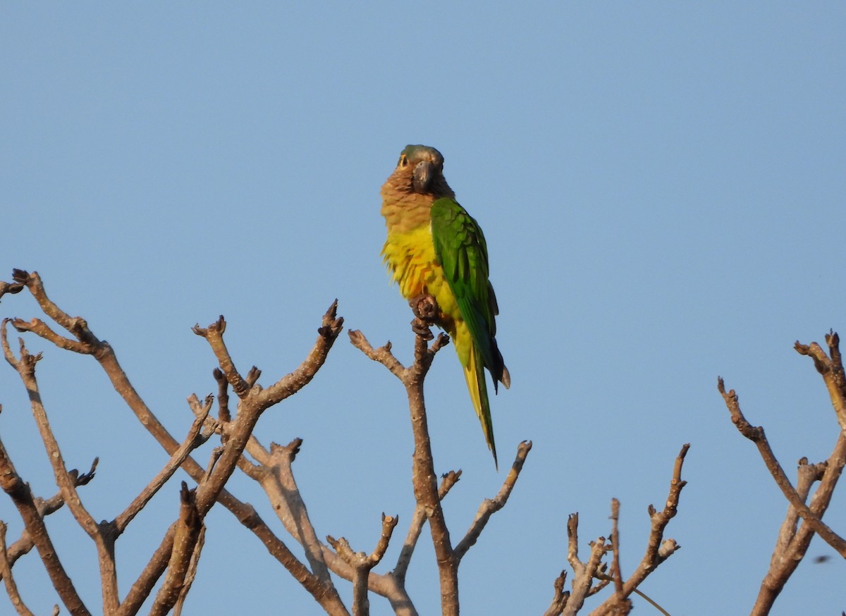 Brown-throated Parakeet - ML642219263