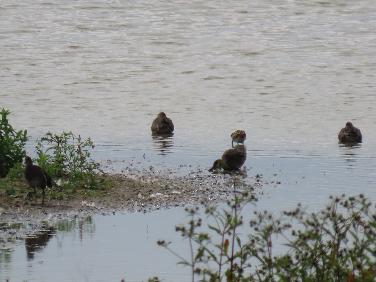 Gallinule poule-d'eau - ML642219286