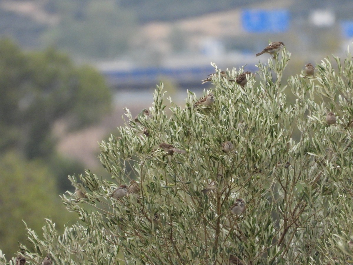 House Sparrow - ML642219287