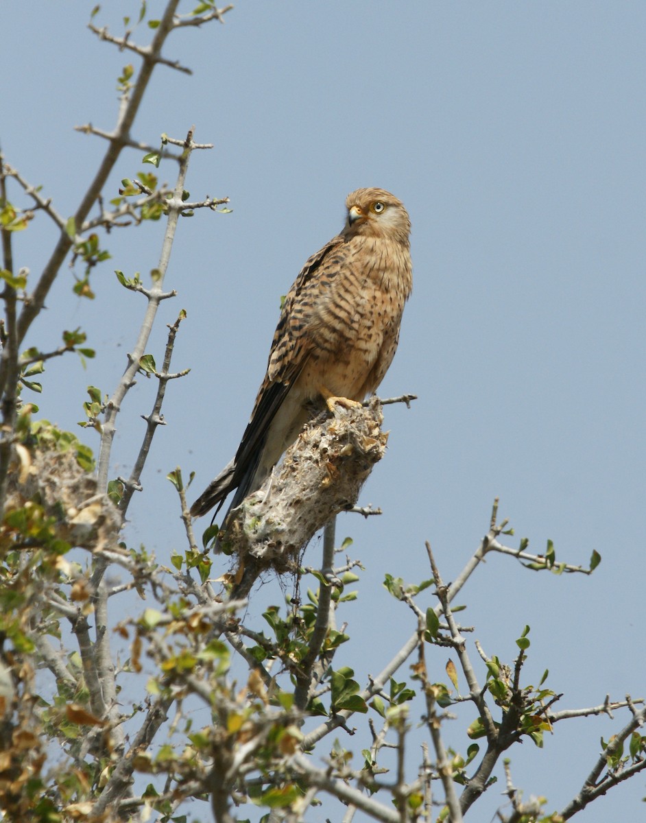 Greater Kestrel - ML642219295