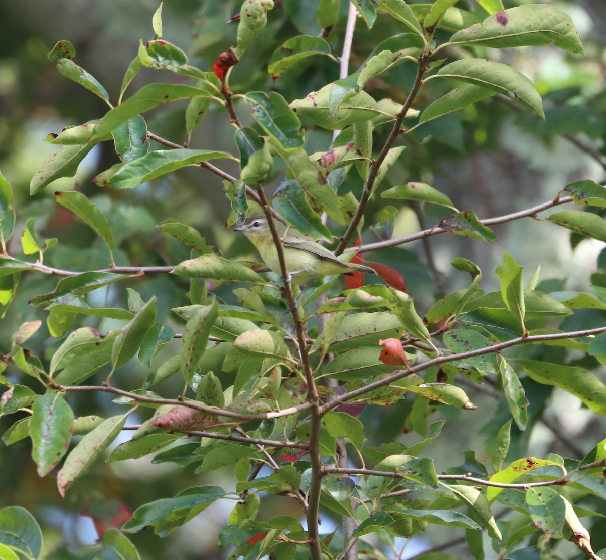 Віреон цитриновий - ML642219304