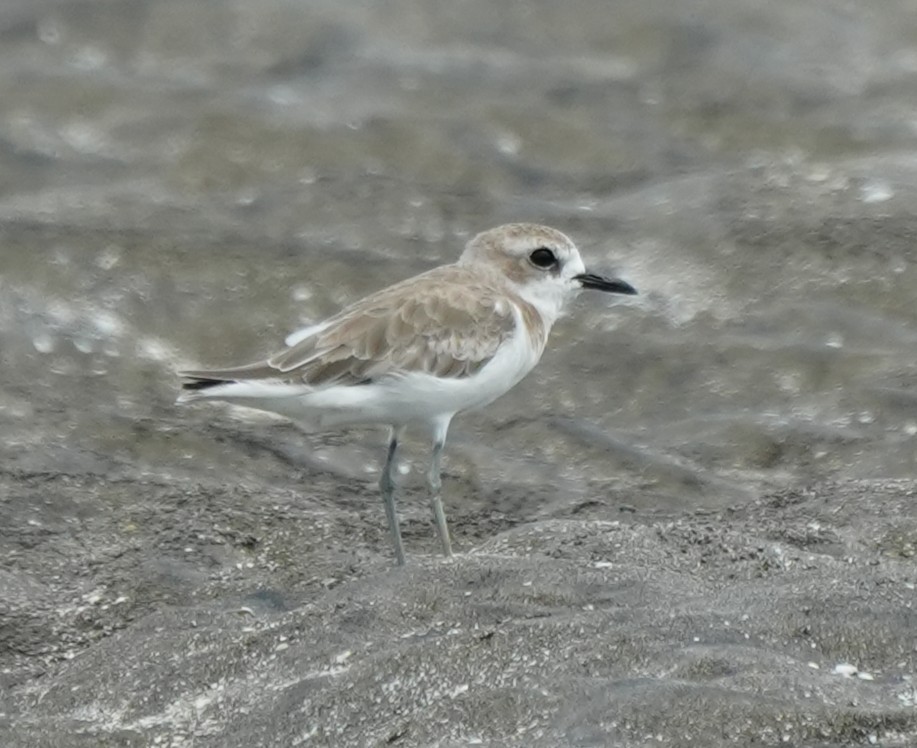 Tibetan Sand-Plover - ML642219318