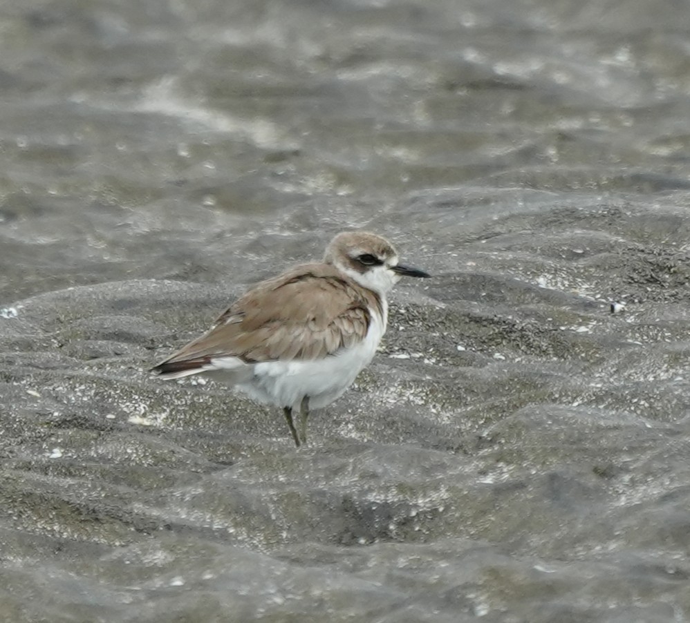 Kentish Plover - Dindo Karl Mari Malonzo