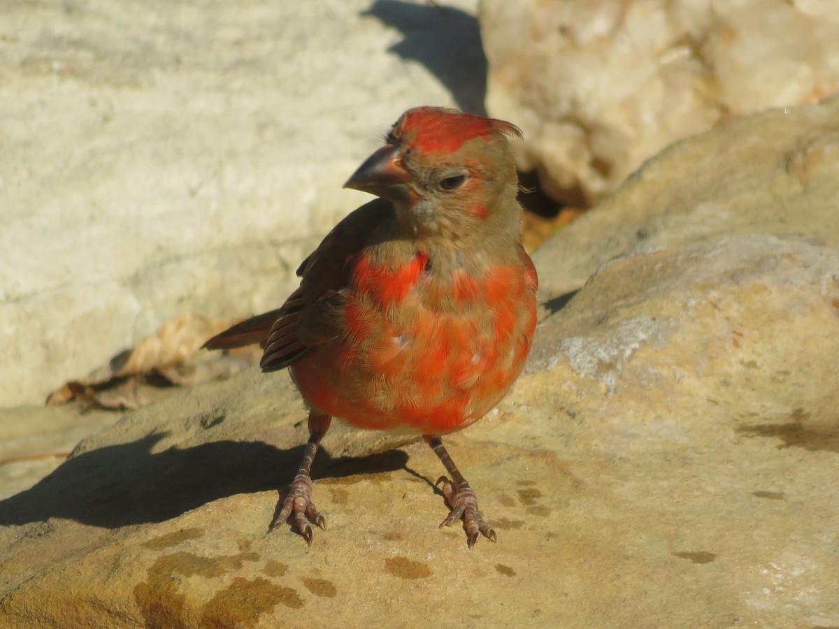 Northern Cardinal - ML642219331