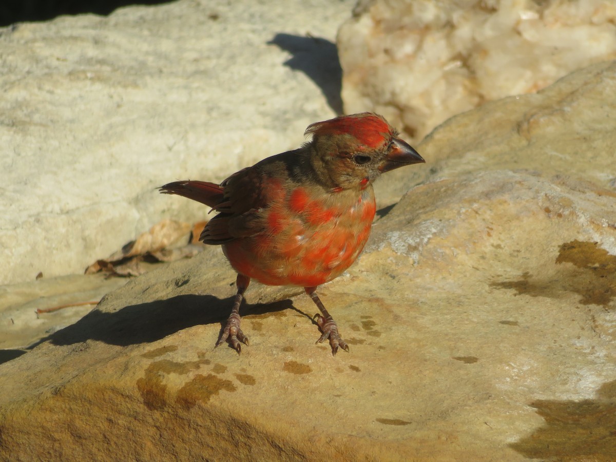 Northern Cardinal - ML642219332