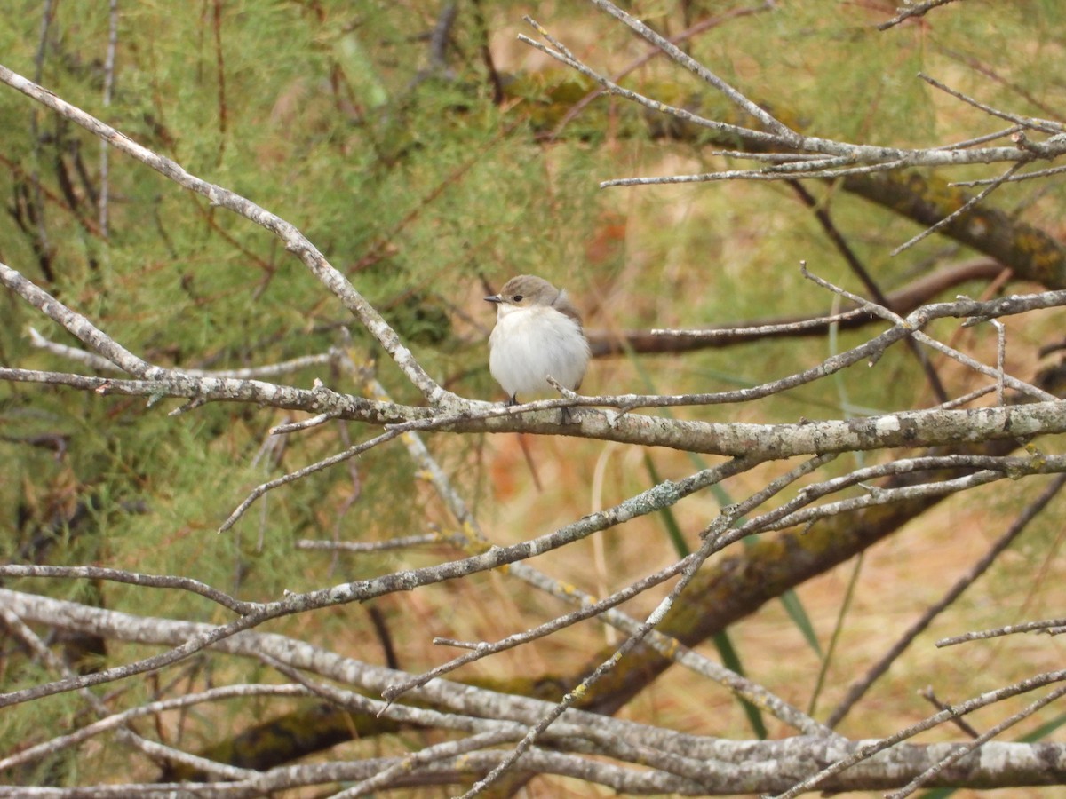 European Pied Flycatcher - ML642219333