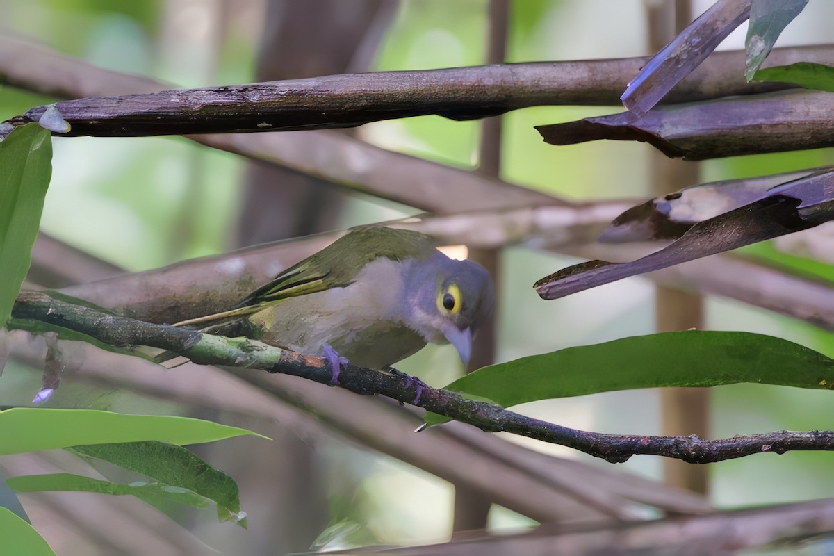 Fulvous-crested Tanager - ML642219372