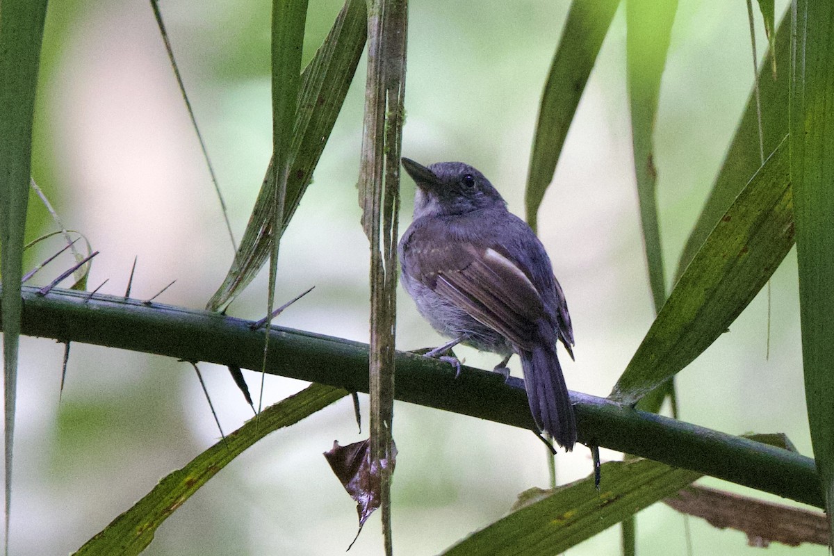 Mouse-colored Antshrike - ML642219386
