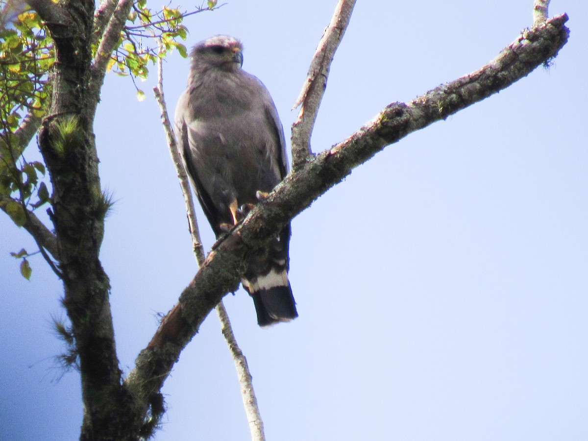 Chaco Eagle - ML642219390