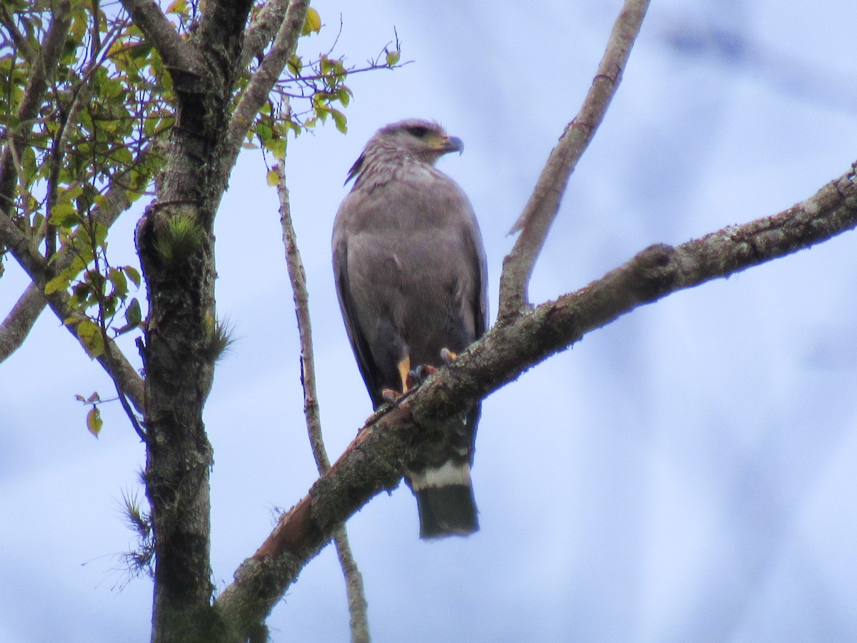 Chaco Eagle - ML642219391