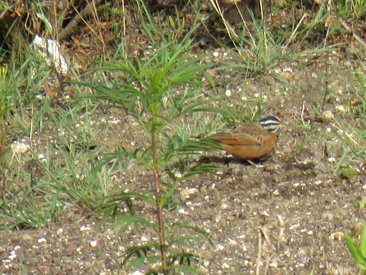 Striolated Bunting - ML642219395