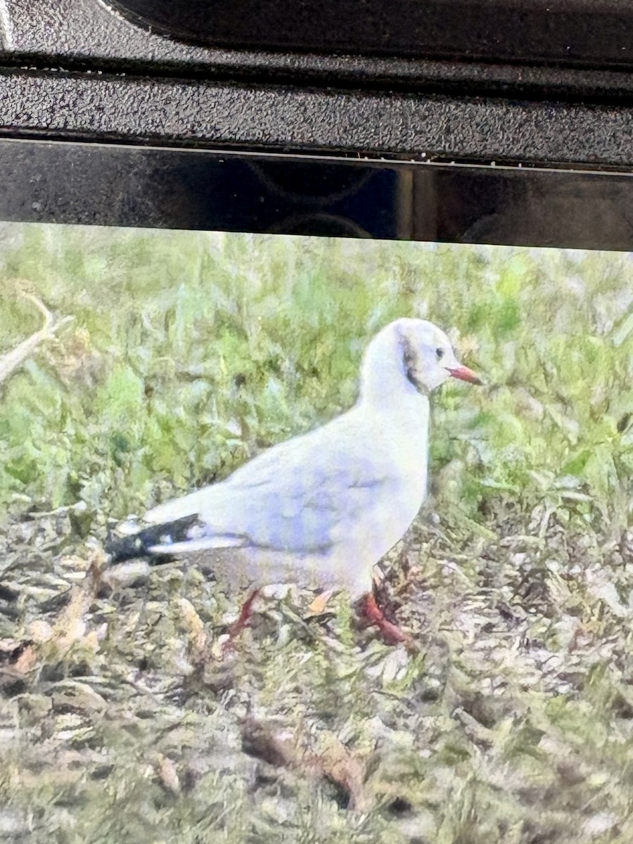 Black-headed Gull - ML642219397