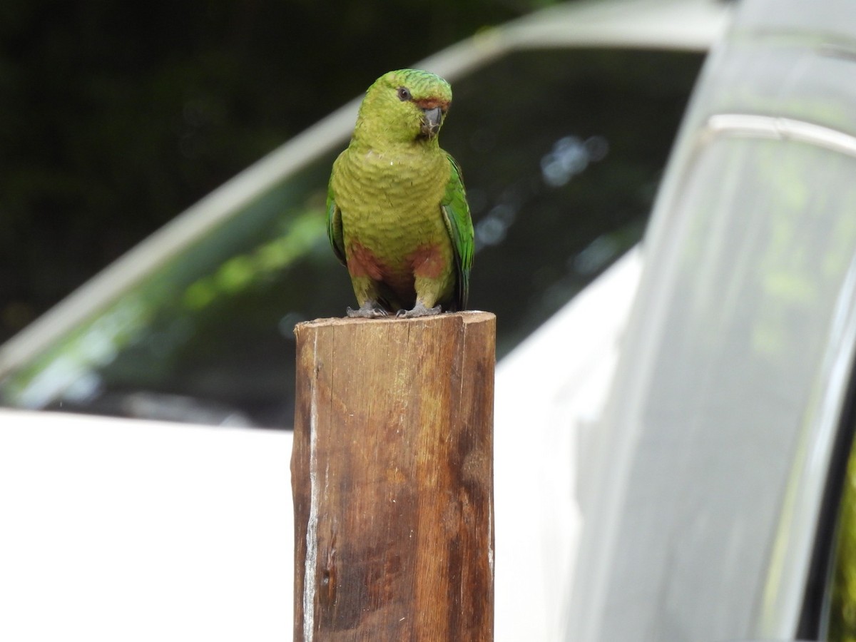 Austral Parakeet - ML642219411