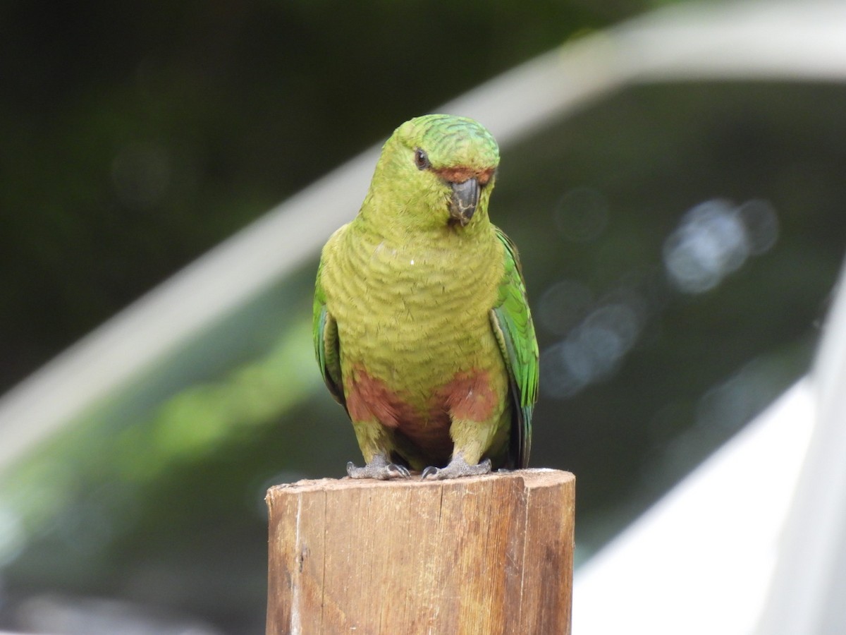 Austral Parakeet - ML642219412