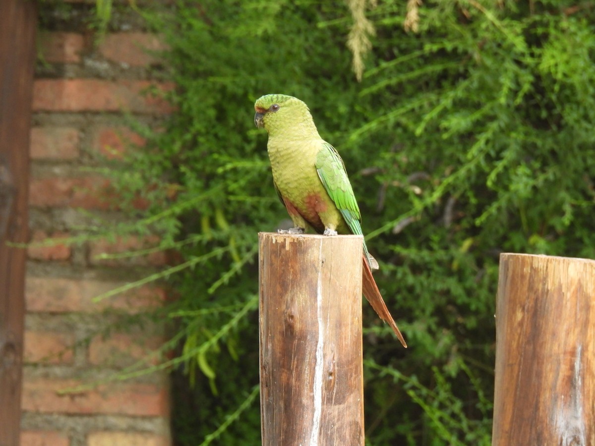 Austral Parakeet - ML642219413